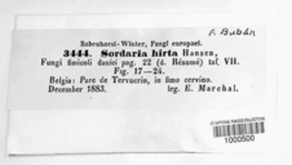 Immersiella hirta image